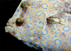 Peacock flounder at night, canon 20D by T. Singer 